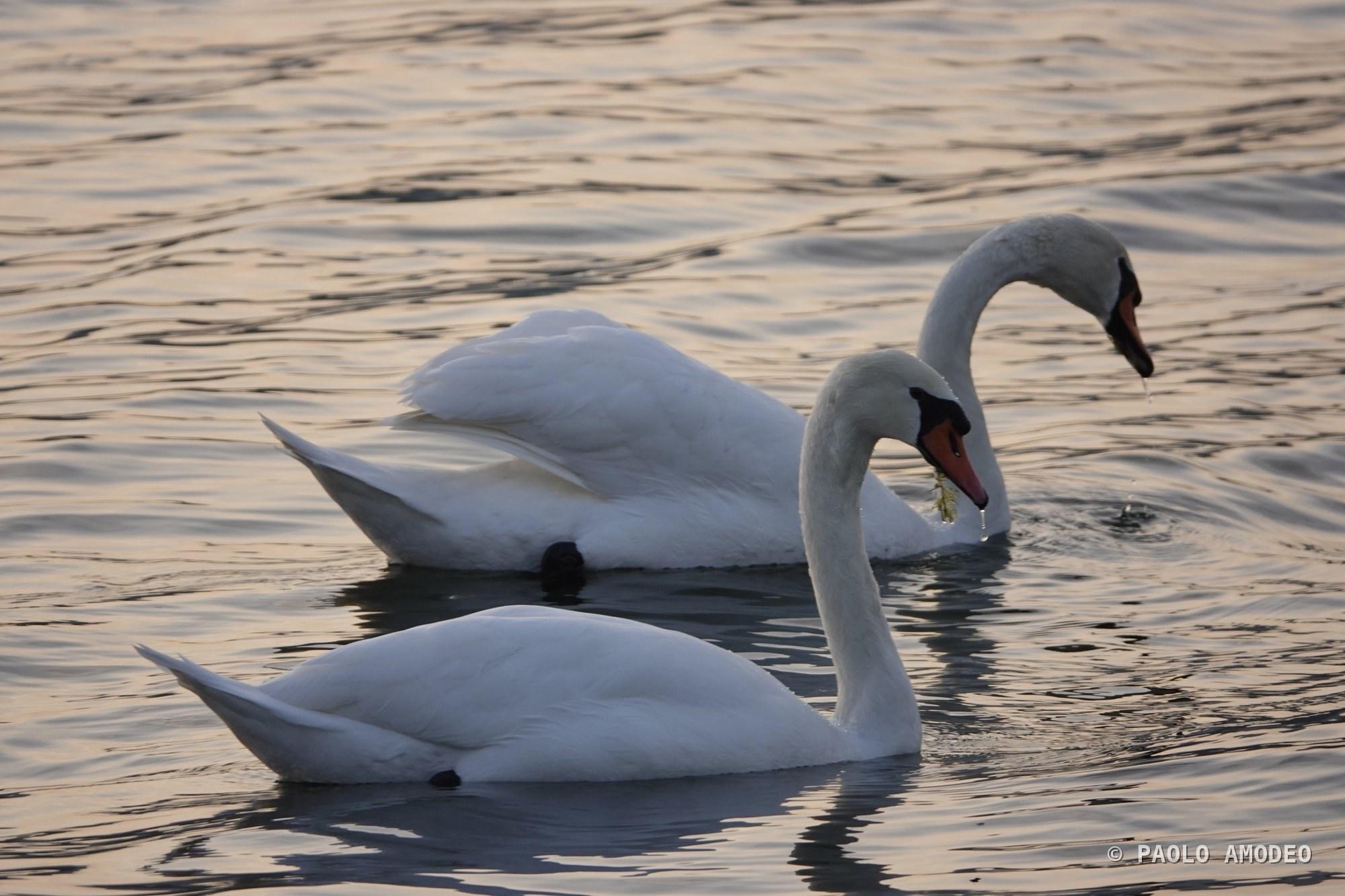 Due cigni sul lago
