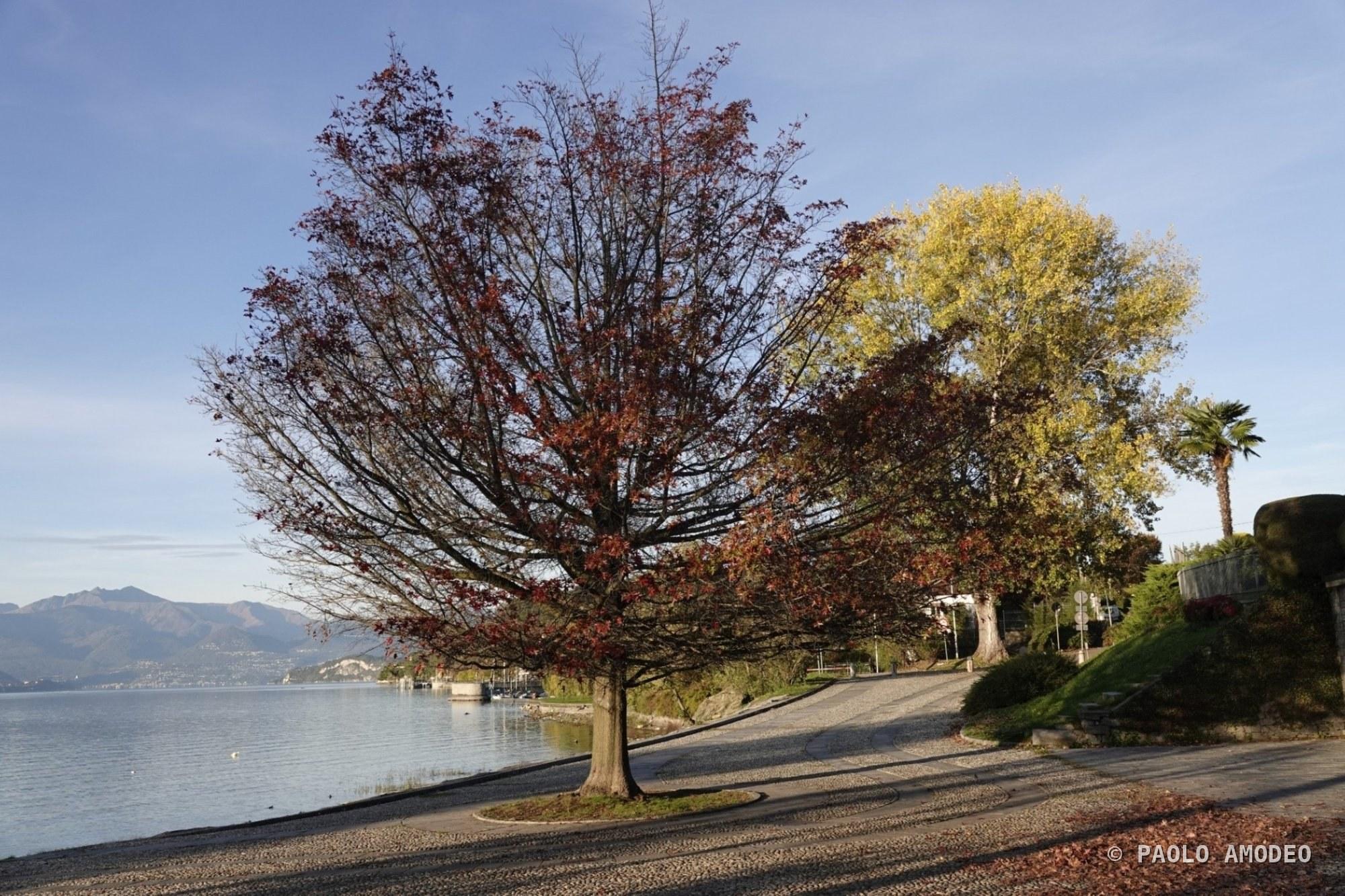 Albero autunnale sulla riva del lago