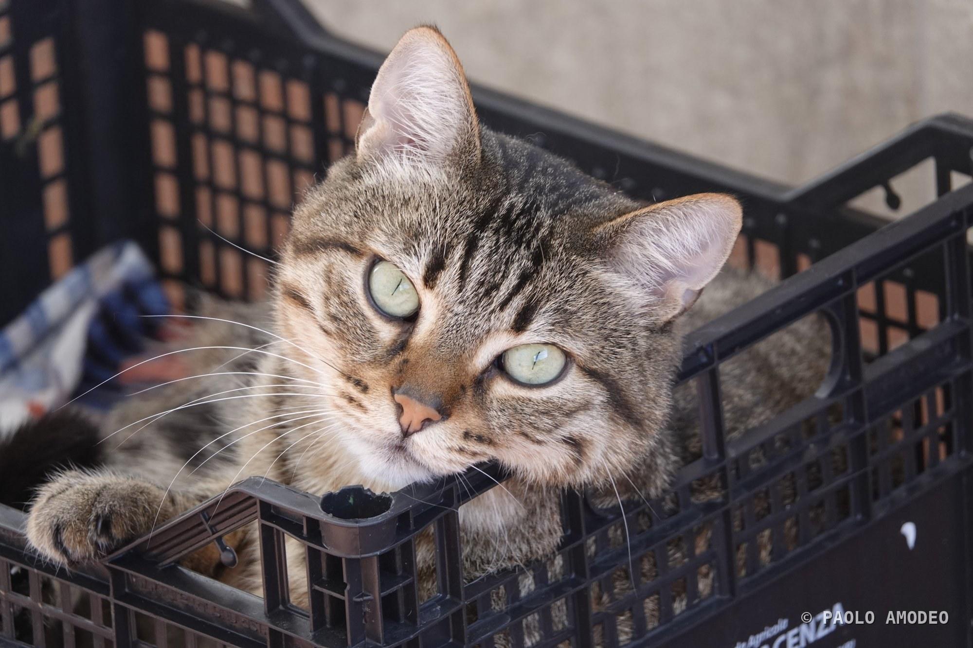 Ritratto ravvicinato di un gatto